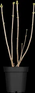 Syringa vulgaris 'Mme Lemoine' - 10 Ltr pot - image 3