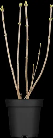 Syringa vulgaris 'Mme Lemoine' - 5 Ltr pot - image 3