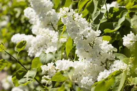 Syringa vulgaris 'Monique Lemoine' - 80-100 CM C20 - image 1