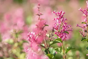 Syringa vulgaris 'Mrs Edward Harding' - 60-80 CM C6 - image 3