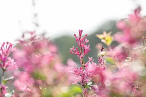 Syringa vulgaris 'Mrs Edward Harding' - 40-60 CM BR - image 3