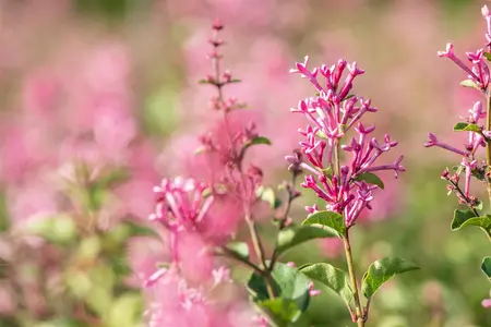 Syringa vulgaris 'Mrs Edward Harding' - 40-60 CM C3 - image 2