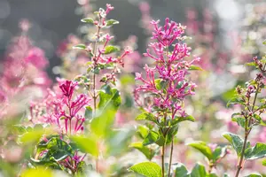 Syringa vulgaris 'Mrs Edward Harding' - 40-60 CM C3 - image 1