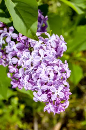 Syringa vulgaris 'Nadezhda' - 150-175 CM C50 - image 1