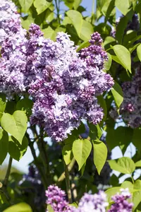 Syringa vulgaris 'Nadezhda' - P10.5 - image 4
