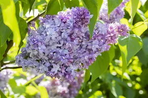 Syringa vulgaris 'Nadezhda' - P10.5 - image 4