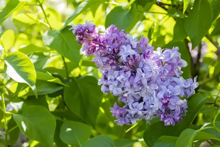 Syringa vulgaris 'Nadezhda' - P10.5 - image 2