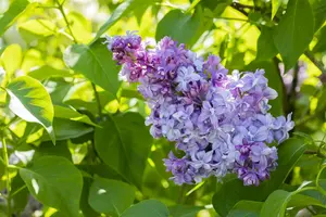 Syringa vulgaris 'Nadezhda' - P10.5 - image 2