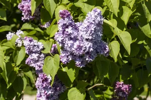 Syringa vulgaris 'Nadezhda' - P10.5 - image 3