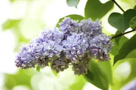 Syringa vulgaris 'Olivier de Serres' - 5 Ltr pot