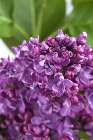 Syringa vulgaris 'Paul Deschanel' - 100-125 CM C20