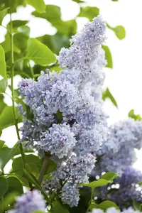 Syringa vulgaris 'Pr?sident Gr?vy'