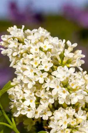 Syringa vulgaris 'Primrose' - 80-100 CM C7.5 - image 3