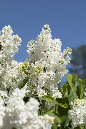 Syringa vulgaris 'Primrose' - 80-100 CM C7.5 - image 4