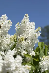 Syringa vulgaris 'Primrose' - 5 Ltr pot - image 4