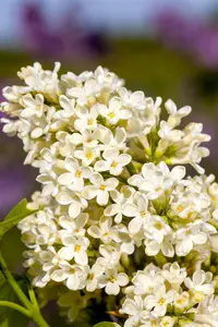 Syringa vulgaris 'Primrose' - 3 Ltr pot - image 1