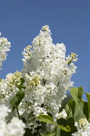 Syringa vulgaris 'Primrose' - 3 Ltr pot - image 4