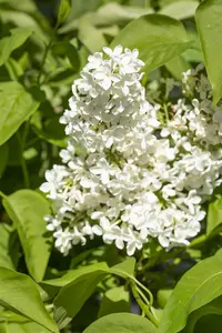 Syringa vulgaris 'Primrose' - 3 Ltr pot - image 5