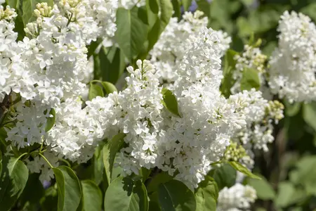 Syringa vulgaris 'Primrose' - 80-100 CM C7.5 - image 5