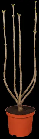 Syringa vulgaris 'Primrose' - 2.5 Ltr pot - image 1