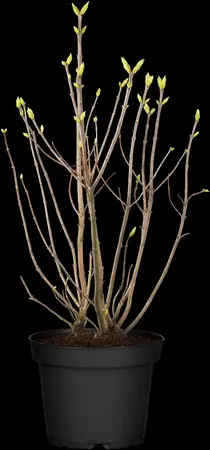 Syringa vulgaris 'Primrose' - 2.5 Ltr pot - image 2