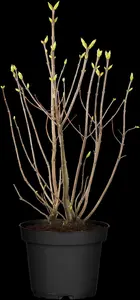 Syringa vulgaris 'Primrose' - 2.5 Ltr pot - image 2