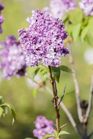 Syringa vulgaris 'Prince Wolkonsky' - P10.5 - image 1