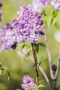 Syringa vulgaris 'Prince Wolkonsky' - P10.5 - image 2