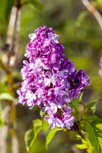 Syringa vulgaris 'Prince Wolkonsky' - P10.5 - image 2