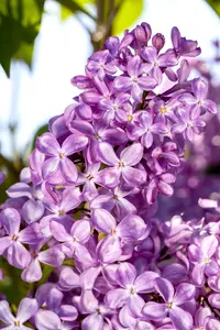 Syringa vulgaris 'Princesse Sturdza'
