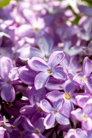 Syringa vulgaris 'Princesse Sturdza' - 30-40 CM C3 - image 2