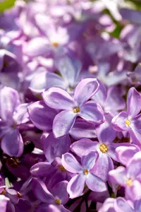 Syringa vulgaris 'Princesse Sturdza' - 30-40 CM C3 - image 2