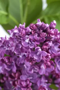 Syringa vulgaris 'Rosace' - 3 Ltr pot - image 1