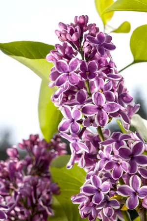 Syringa vulgaris 'Sensation' - 100-125 CM C20 - image 2