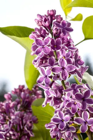 Syringa vulgaris 'Sensation' - 80-100 CM C20 - image 1