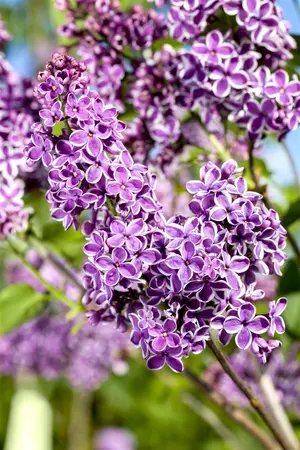 Syringa vulgaris 'Sensation' - 80-100 CM C20 - image 3