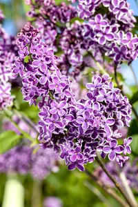 Syringa vulgaris 'Sensation' - 80-100 CM C20 - image 3