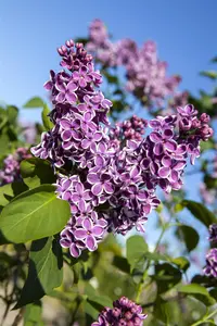 Syringa vulgaris 'Sensation' - 80-100 CM C20 - image 4