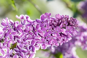 Syringa vulgaris 'Sensation' - 80-100 CM C20 - image 2