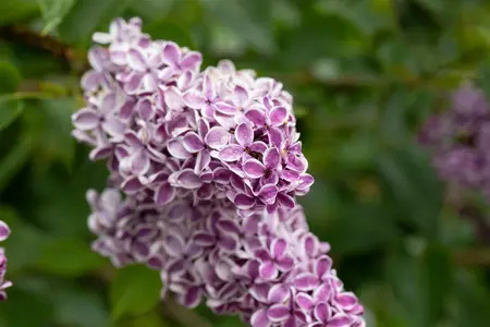 Syringa vulgaris 'Sensation' - 80-100 CM C20 - image 5