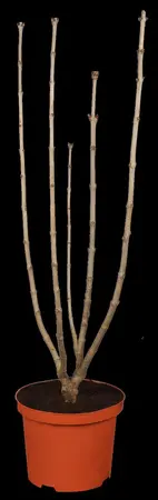 Syringa vulgaris 'Sensation' - 100-125 CM C20 - image 1