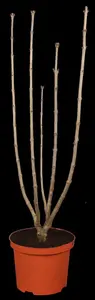 Syringa vulgaris 'Sensation' - 100-125 CM C20 - image 5