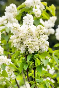 Syringa vulgaris 'Souv. d'Alice Harding' - 175-200 CM C50 - image 5