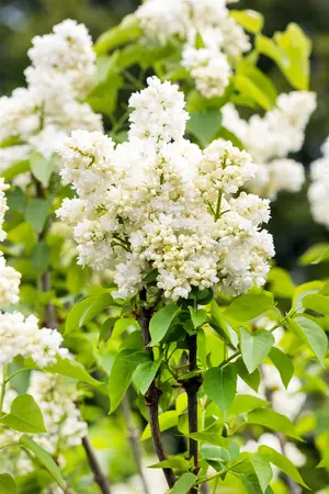 Syringa vulgaris 'Souv. d'Alice Harding' - 100-125 CM C12 - image 4