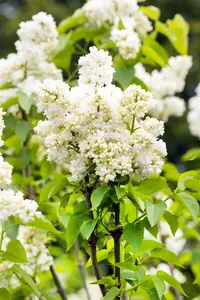 Syringa vulgaris 'Souv. d'Alice Harding' - 100-125 CM C12 - image 4