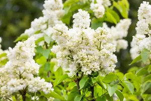 Syringa vulgaris 'Souv. d'Alice Harding' - C5 / 2-3 branches - image 3