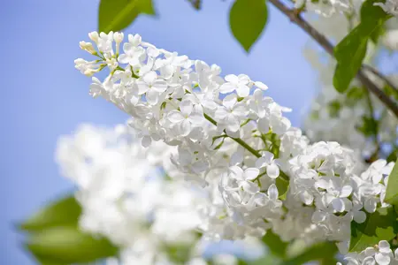 Syringa vulgaris 'Souv. d'Alice Harding' - 100-125 CM C12 - image 1