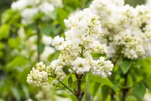 Syringa vulgaris 'Souv. d'Alice Harding' - 100-125 CM C12 - image 2