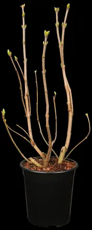 Syringa vulgaris 'Souv. d'Alice Harding' - 175-200 CM C50 - image 1