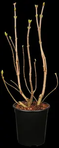 Syringa vulgaris 'Souv. d'Alice Harding' - 175-200 CM C50 - image 1